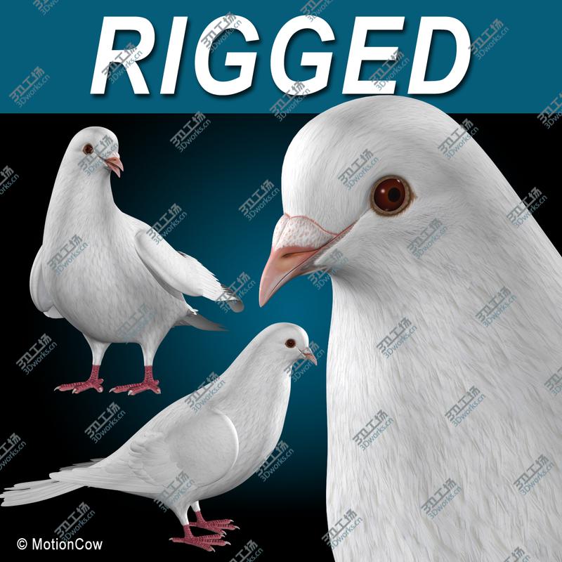 images/goods_img/202104022/Dove  Folded Wings/1.jpg